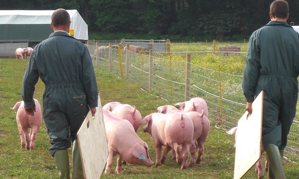 Stockpeople moving outdoor gilts